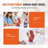 VEVOR Modelo neurovascular superficial de media cabeza humana con musculatura tamaño natural 1:1