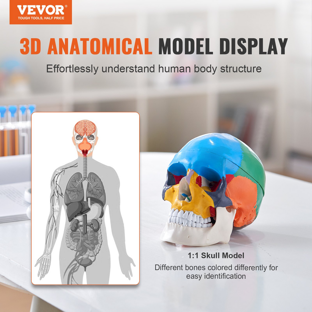 Modelo de cráneo humano VEVOR en 3 partes anatómico de PVC