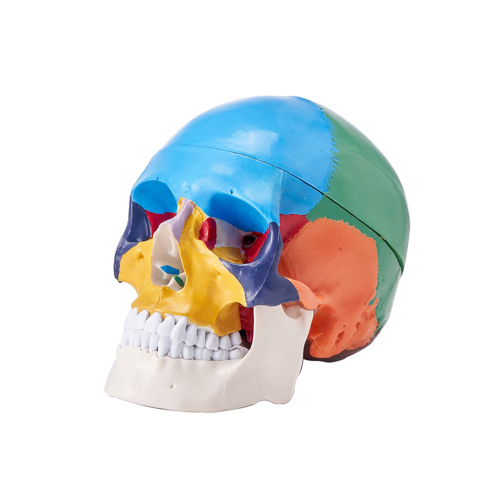 Modelo de cráneo humano VEVOR en 3 partes anatómico de PVC
