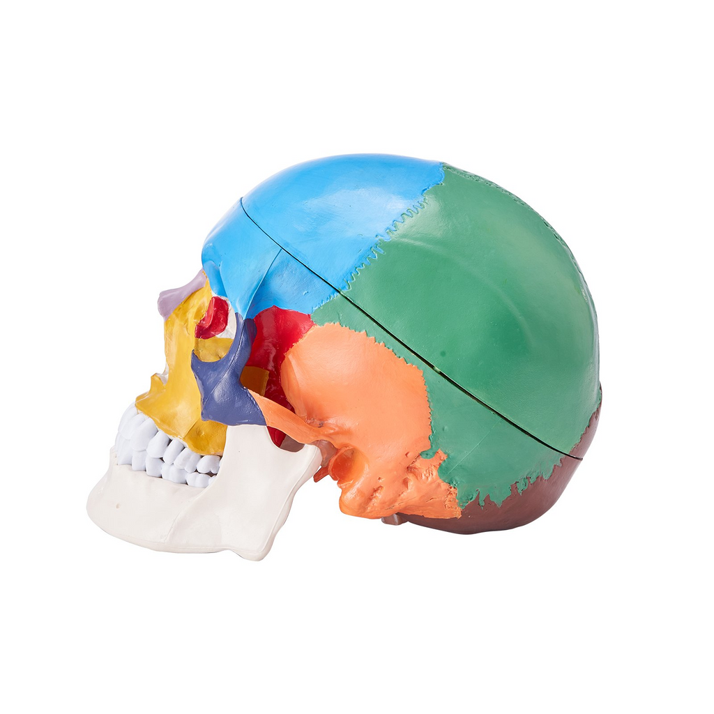 Modelo de cráneo humano VEVOR en 3 partes anatómico de PVC