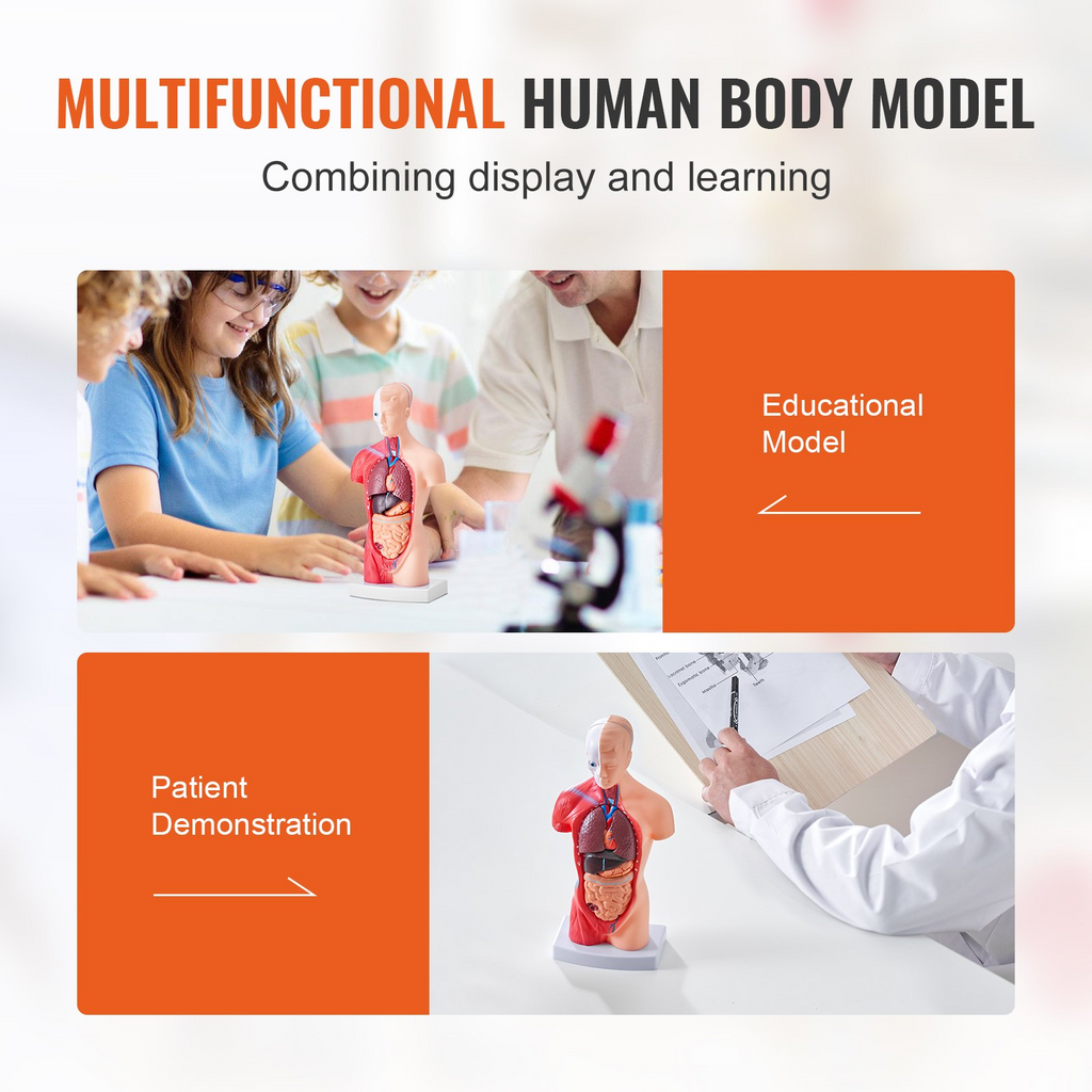 Modelo de cuerpo humano VEVOR 15 piezas 11 pulgadas