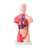 Modelo de cuerpo humano VEVOR 15 piezas 11 pulgadas