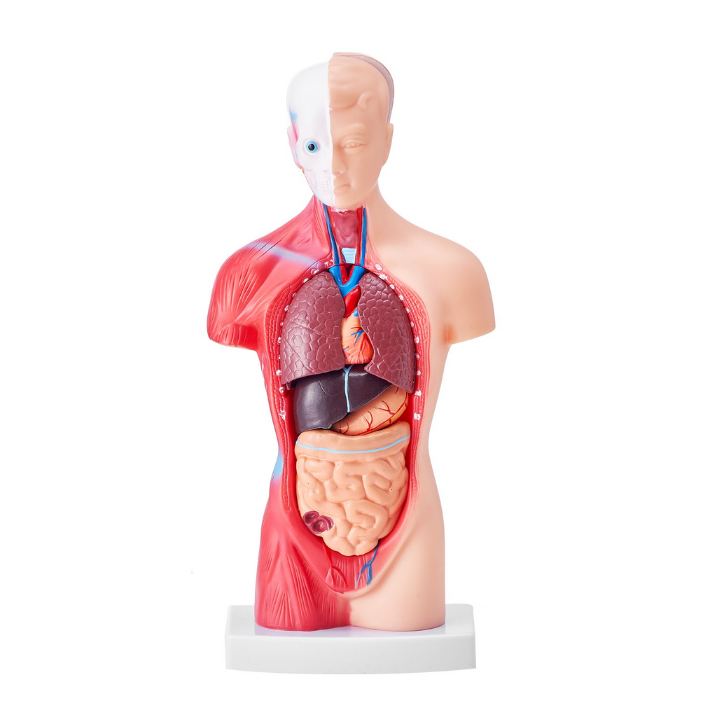 Modelo de cuerpo humano VEVOR 15 piezas 11 pulgadas