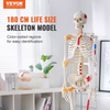 Modelo de esqueleto humano VEVOR para anatomí, tamaño natural de 71,65" de PVC con ligamentos, brazos, piernas y mandíbula móviles