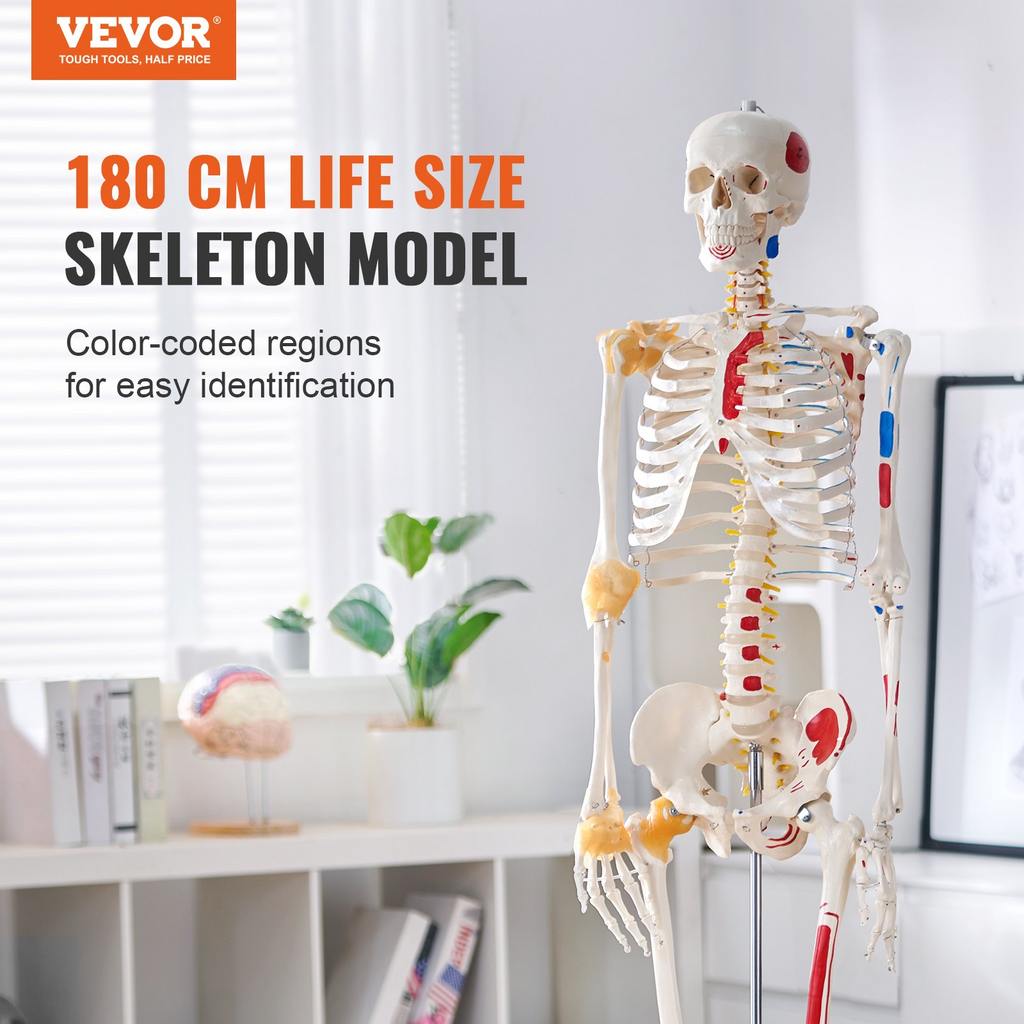 Modelo de esqueleto humano VEVOR para anatomí, tamaño natural de 71,65" de PVC con ligamentos, brazos, piernas y mandíbula móviles