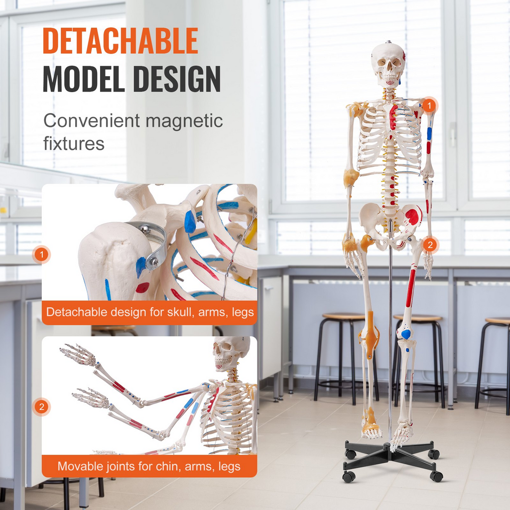 Modelo de esqueleto humano VEVOR para anatomí, tamaño natural de 71,65" de PVC con ligamentos, brazos, piernas y mandíbula móviles