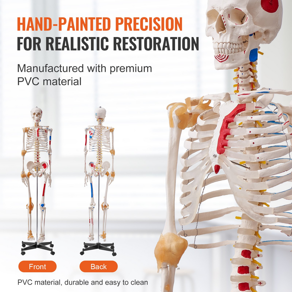 Modelo de esqueleto humano VEVOR para anatomí, tamaño natural de 71,65" de PVC con ligamentos, brazos, piernas y mandíbula móviles