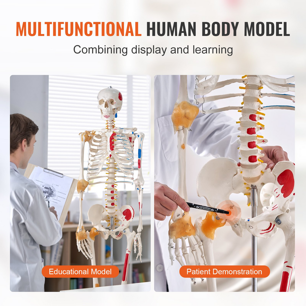 Modelo de esqueleto humano VEVOR para anatomí, tamaño natural de 71,65" de PVC con ligamentos, brazos, piernas y mandíbula móviles