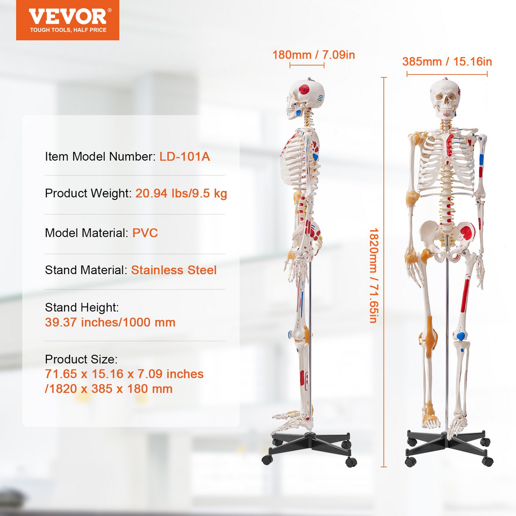 Modelo de esqueleto humano VEVOR para anatomí, tamaño natural de 71,65" de PVC con ligamentos, brazos, piernas y mandíbula móviles