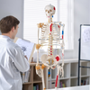 Modelo de esqueleto humano VEVOR para anatomí, tamaño natural de 71,65" de PVC con ligamentos, brazos, piernas y mandíbula móviles