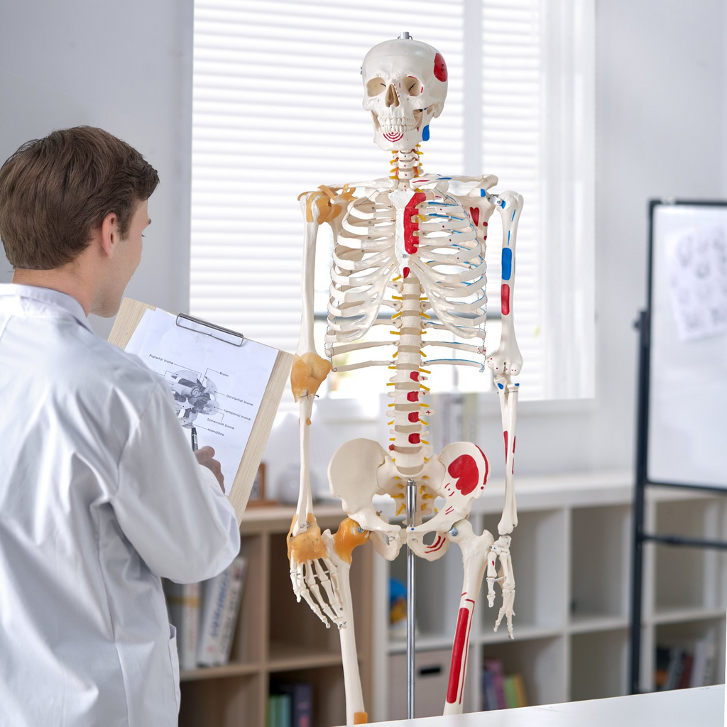 Modelo de esqueleto humano VEVOR para anatomí, tamaño natural de 71,65" de PVC con ligamentos, brazos, piernas y mandíbula móviles