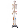 Modelo de esqueleto humano VEVOR para anatomí, tamaño natural de 71,65" de PVC con ligamentos, brazos, piernas y mandíbula móviles