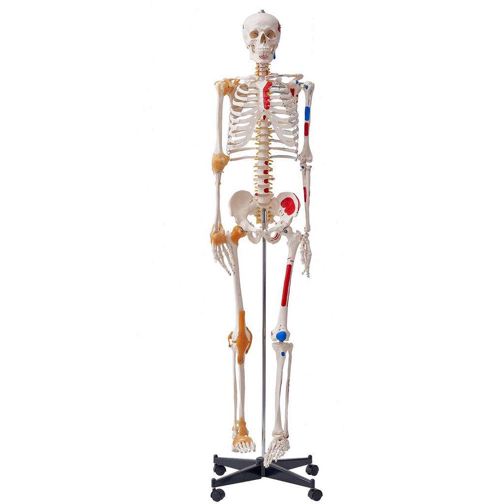 Modelo de esqueleto humano VEVOR para anatomí, tamaño natural de 71,65" de PVC con ligamentos, brazos, piernas y mandíbula móviles