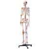 Modelo de esqueleto humano VEVOR para anatomí, tamaño natural de 71,65" de PVC con ligamentos, brazos, piernas y mandíbula móviles