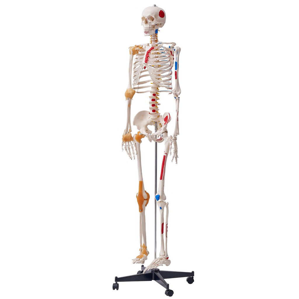 Modelo de esqueleto humano VEVOR para anatomí, tamaño natural de 71,65" de PVC con ligamentos, brazos, piernas y mandíbula móviles