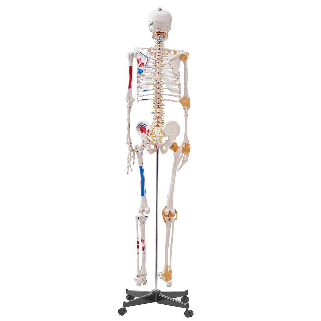 Modelo de esqueleto humano VEVOR para anatomí, tamaño natural de 71,65" de PVC con ligamentos, brazos, piernas y mandíbula móviles